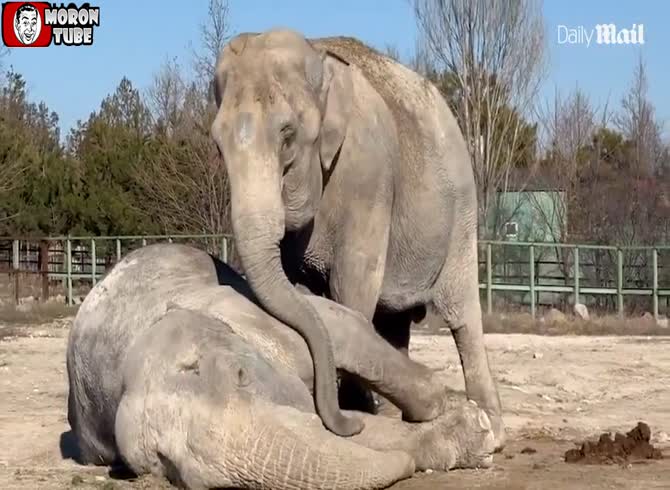 Video :After her boyfriend passes away, an elephant won't leave her